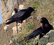 The rare Cornish Chough