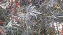 Sambucus 'Black Lace'