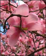 Maple flower