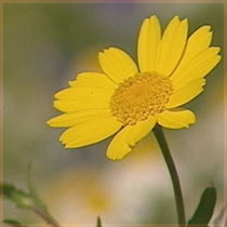 Corn Marigold (chrysanthemum segetum) 