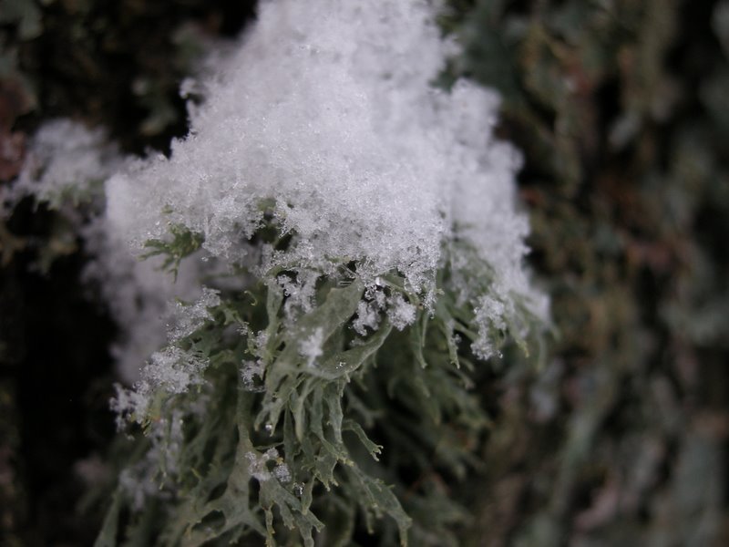 Snow on lichen