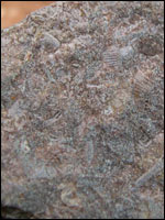 Fossilised shellfish