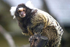 Marmoset monkey