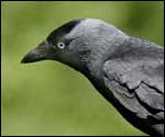 Jackdaw