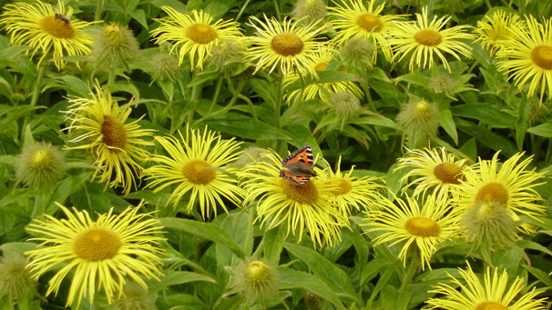 Summmer flowers, snapped at Culzean Castle near Ayr in mid July by Harry Foy.