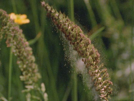 Preserved pollen gives clues to the area's ancient vegetation