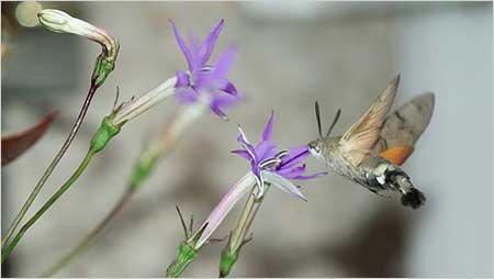 Hummingbird Moth c/o Jaybee and NE Wildlife