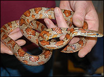 Corn snake