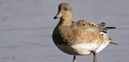 Wigeon, copyright owned by RSPB.