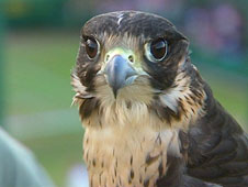 Calista the Peregrine Falcon