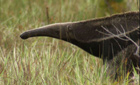 Giant anteater