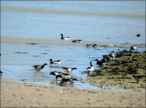 Sea birds in Jersey