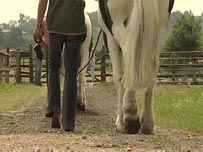 Horses - Stepps Rehabilitation Centre 