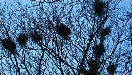 Rook Nests in tree c/o Jane Longhorn