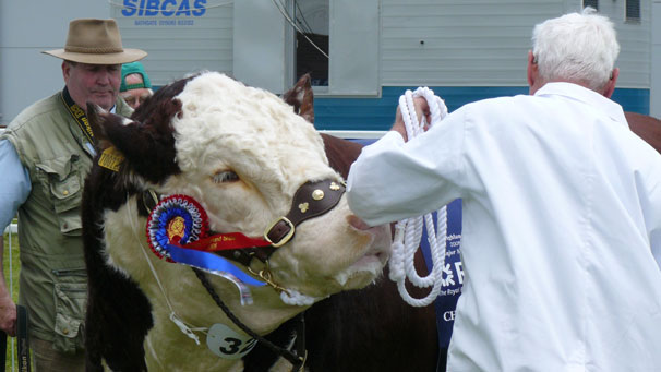 Champion Hereford bull, Baldinnie 1 Cranmore shown by John A Cameron & Son, is handled in the ring.