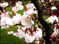 Plant of the week: Prunus 'Kojo-no-mai'