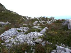 The varied habitat on Portland that plays host to many Mosses and Bryophytes.