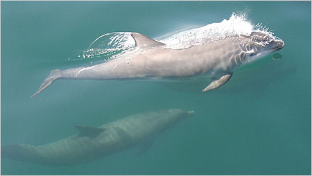 Bottle nosed dolphins c/o Hebridean Wildlife Trust