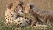 Cheetah cub with mother