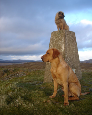 Two dogs beside trig point