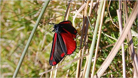 Cinnabar Moth
