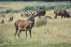 Red Deer