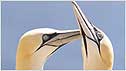 Gannets c/o RSPB Image and ANdy Hay