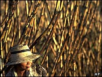 Şeker kamışı tarlasında bir işçi