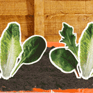 French Bean (Blue Lake)