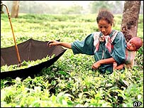 چائے کے باغات میں کام