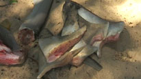 Shark fins