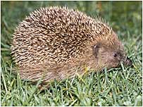 Hedgehog