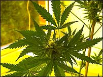 planta de maconha