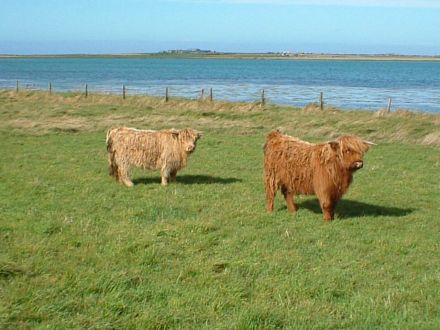 Highland Cattle at Otterswick.