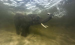 African elephant underwater