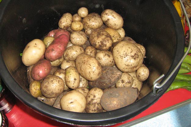Potatoes