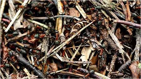 Wood Ants amonst twigs and leaves