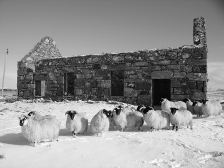 sheep in snow