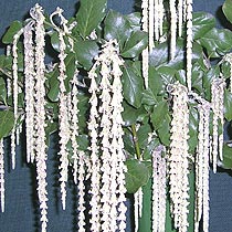 Garrya elliptica 'James Roof'