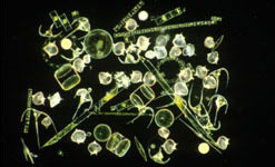Phytoplankton
