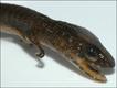 Kaieteurosaurus hindsi (foto: Philipe J. R. Kok, Royal Belgian Institute of Natural Sciences)