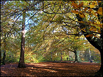 Ecclesall Woods, Sheffield, in autumn