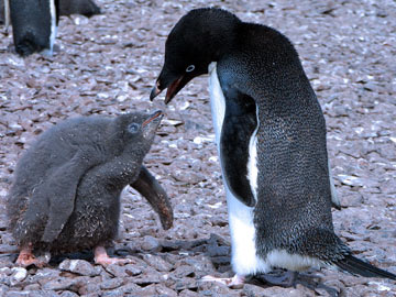 A chick in supplicant posture about to receive food © Cara Sucher