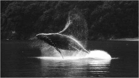 Hump back whale c/o Tony Ferris