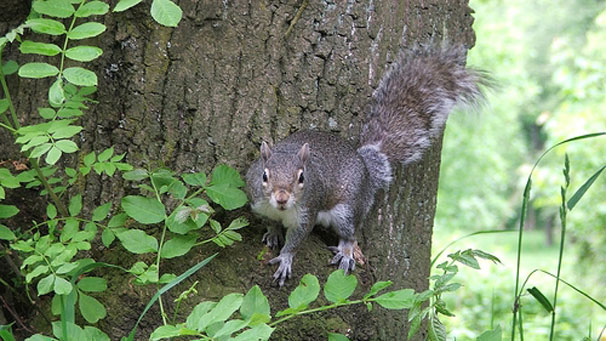 Grey squirrel