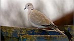 Collared dove. Photo: Andrew Davies