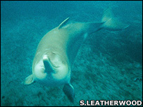 دلفین یانگ تسه عکس از استفان لدروود