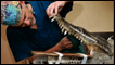 Crocodilo