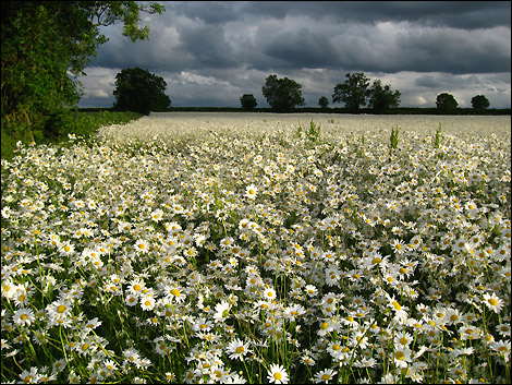 A field of daisy growing at Cropwell Butler. Photo by Eddie Ward