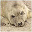 Seal spotting (Image: Seal pup) 